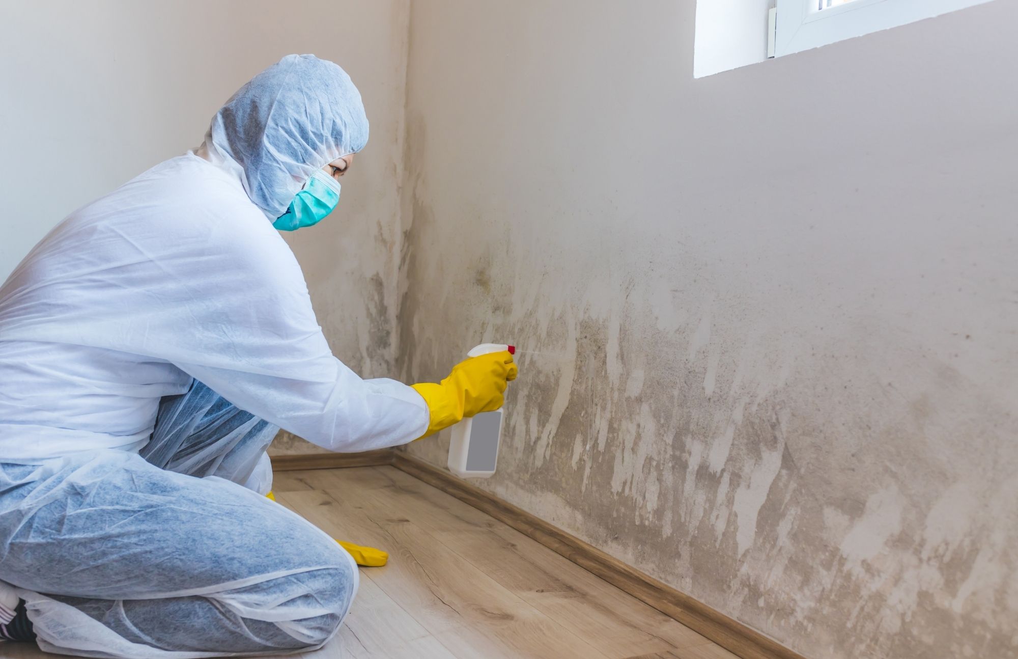 Mold Experts of Los Angeles