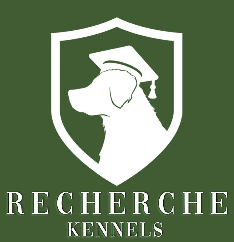 Recherche Kennels - Golden Retriever