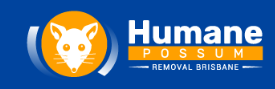 Humane Possum Removal Brisbane