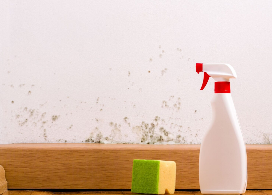 Smoky Mountain Mold Experts