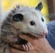 Humane Possum Removal Perth