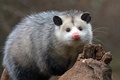 Home Possum Removal Perth