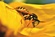 Home Wasp Removal Perth