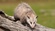 Preventive Possum Removal Brisbane
