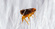 Preventive Flea Control Brisbane