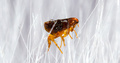 Preventive Flea Control Brisbane