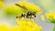 Preventive Wasp Removal Brisbane