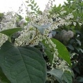 Japanese Knotweed Specialists