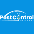 Silverfish Control Brisbane