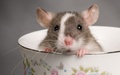 Morris Rodent Control Perth