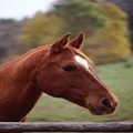 Horse Riding Now in Australia