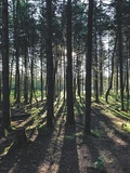 Tree Removal Sterling Heights