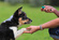 Puppy Stars | Dog Behaviourist Milton Keynes