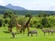 Chalema Tanzania Safaris