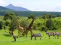 Chalema Tanzania Safaris