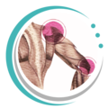 Lymphatic Specialties of Utah