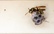 Pest Patrol Wasp Removal Brisbane