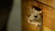 Pest Patrol Mice Exterminator Melbourne