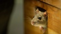 Pest Patrol Mice Exterminator Melbourne