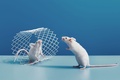 Sure Fire Rodent Control Melbourne