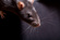 Sure Fire Rodent Control Sydney