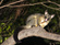 Sure Fire Possum Removal Perth