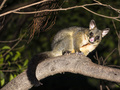 Sure Fire Possum Removal Perth