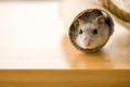 Sure Fire Rodent Control Perth