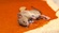 Sure Fire Dead Animal Removal Melbourne