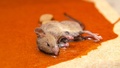 Sure Fire Dead Animal Removal Melbourne