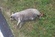 Sure Fire Dead Animal Disposal Brisbane