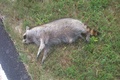 Sure Fire Dead Animal Disposal Brisbane
