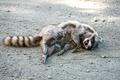 Sure Fire Dead Animal Removal Sydney