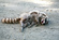 Sure Fire Dead Animal Removal Perth