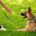 Dog Guard Out Of Sight Fencing