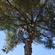 Treemaster Inc.