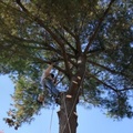 Treemaster Inc.
